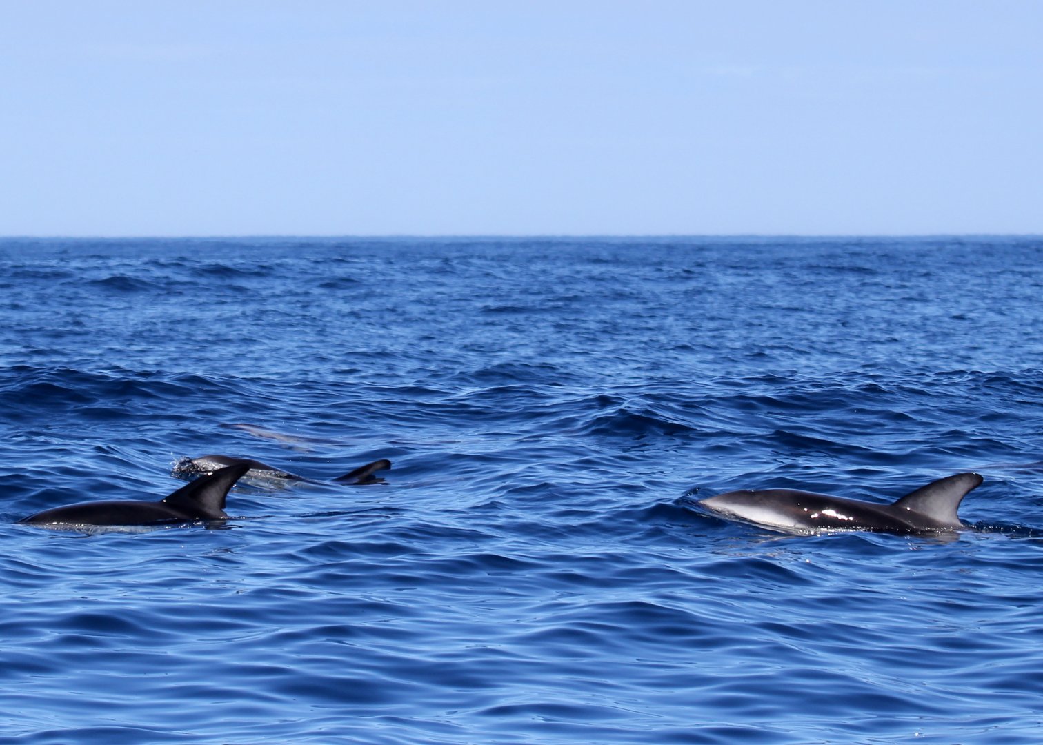 dusky dolphin (Lagenorhynchus obscurus)