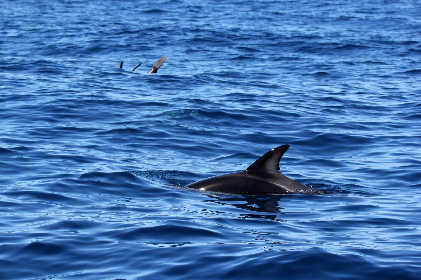 dusky dolphin (Lagenorhynchus obscurus)