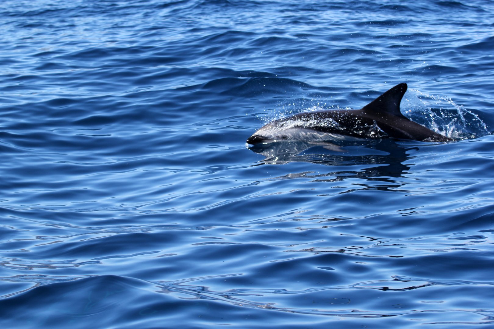 dusky dolphin (Lagenorhynchus obscurus)