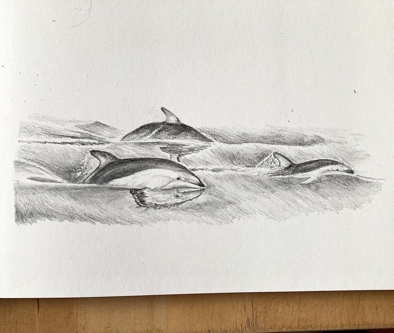 Dusky dolphins drawing