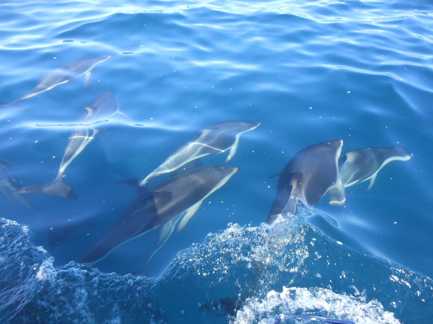 Dusky Dolphins (Lagenorhynchus obscurus)