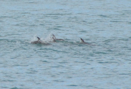Dusky dolphins
