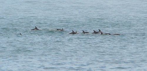 Dusky dolphins