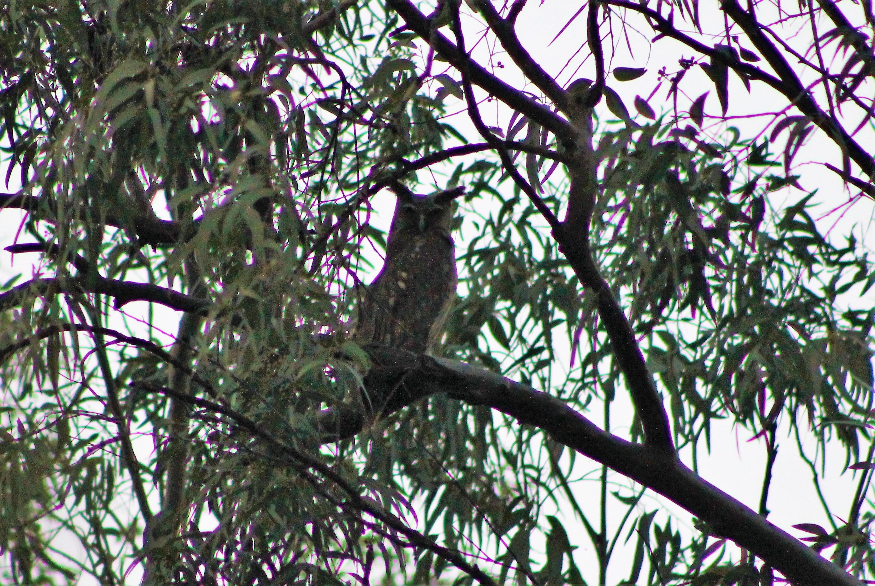 Dusky Eagle Owl (Bubo coromandus coromandus)