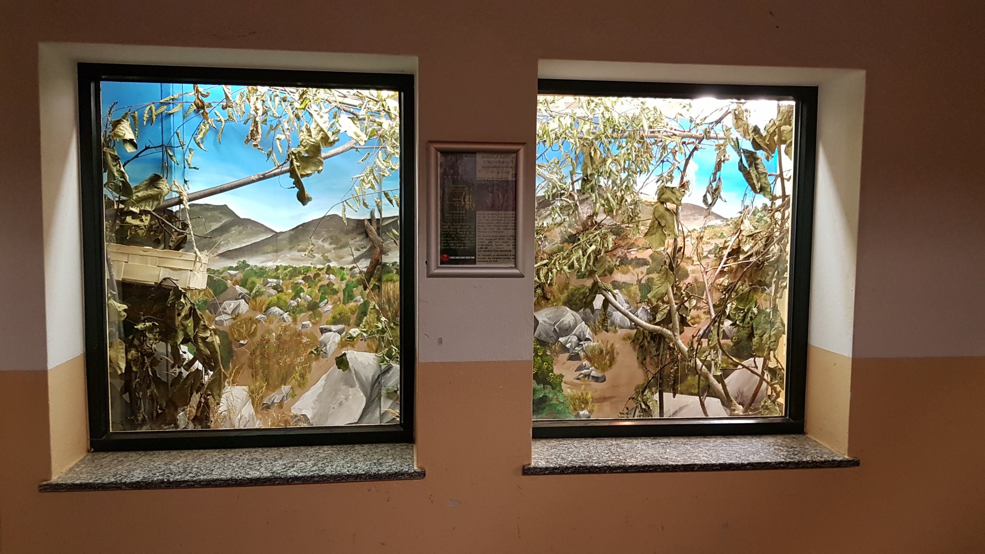 Dusky Egyptian spiny mouse (Acomys cahirinus cahirinus) exhibit