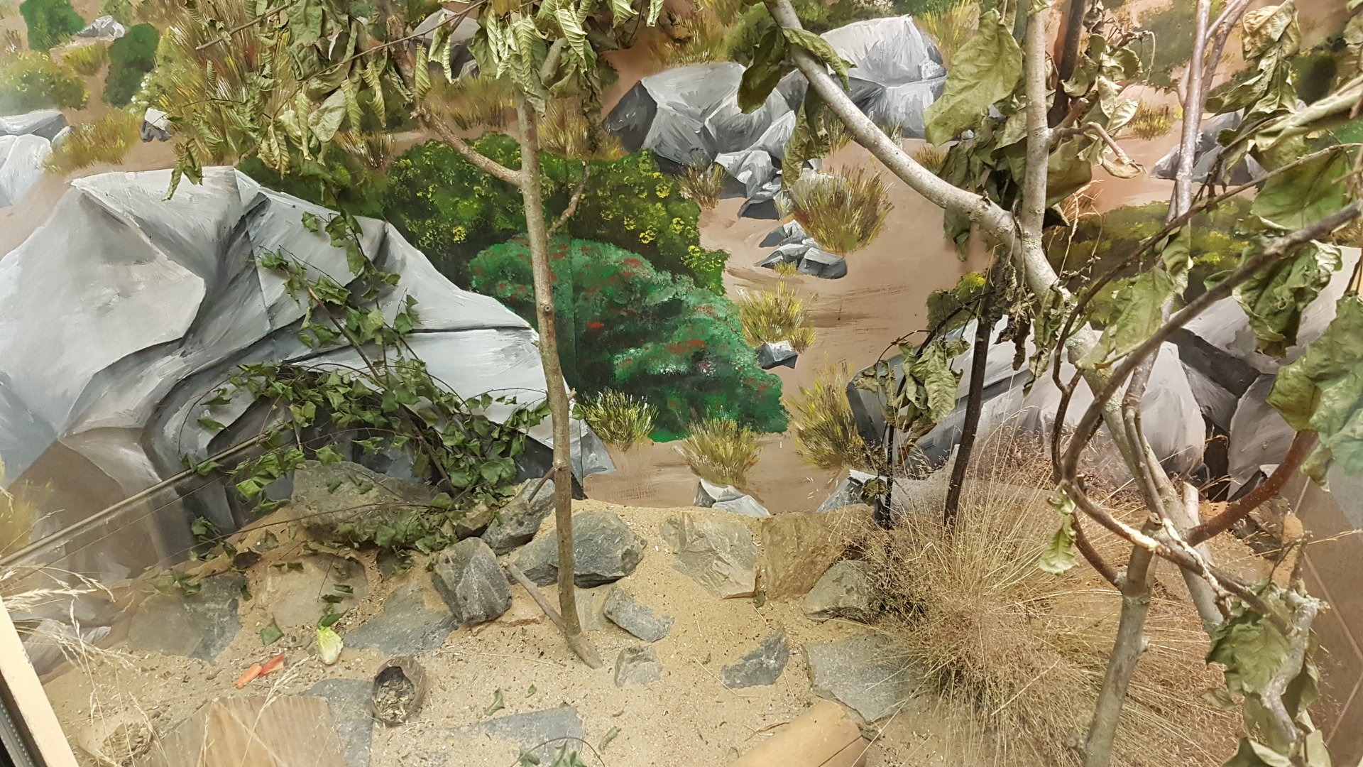 Dusky Egyptian spiny mouse (Acomys cahirinus cahirinus) exhibit