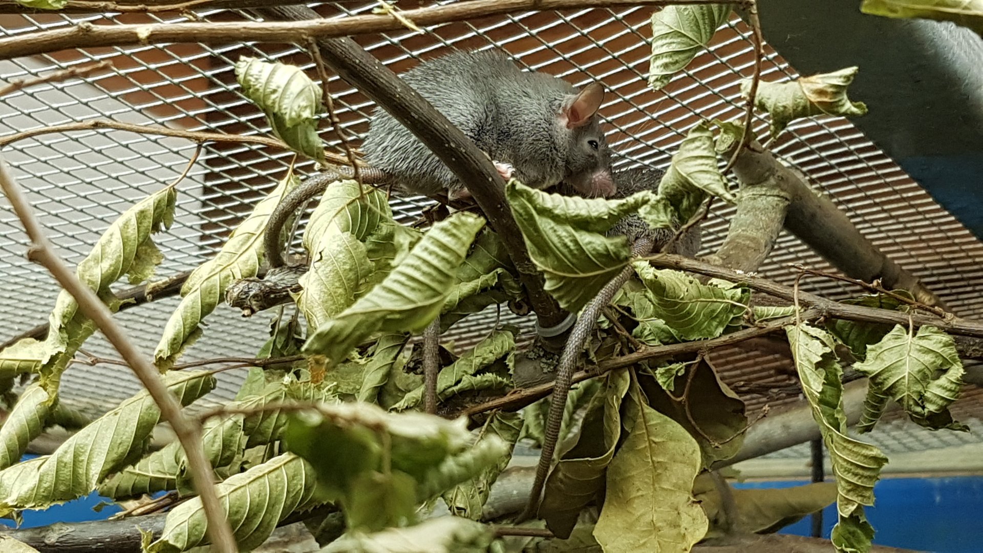 Dusky Egyptian spiny mouse (Acomys cahirinus cahirinus)