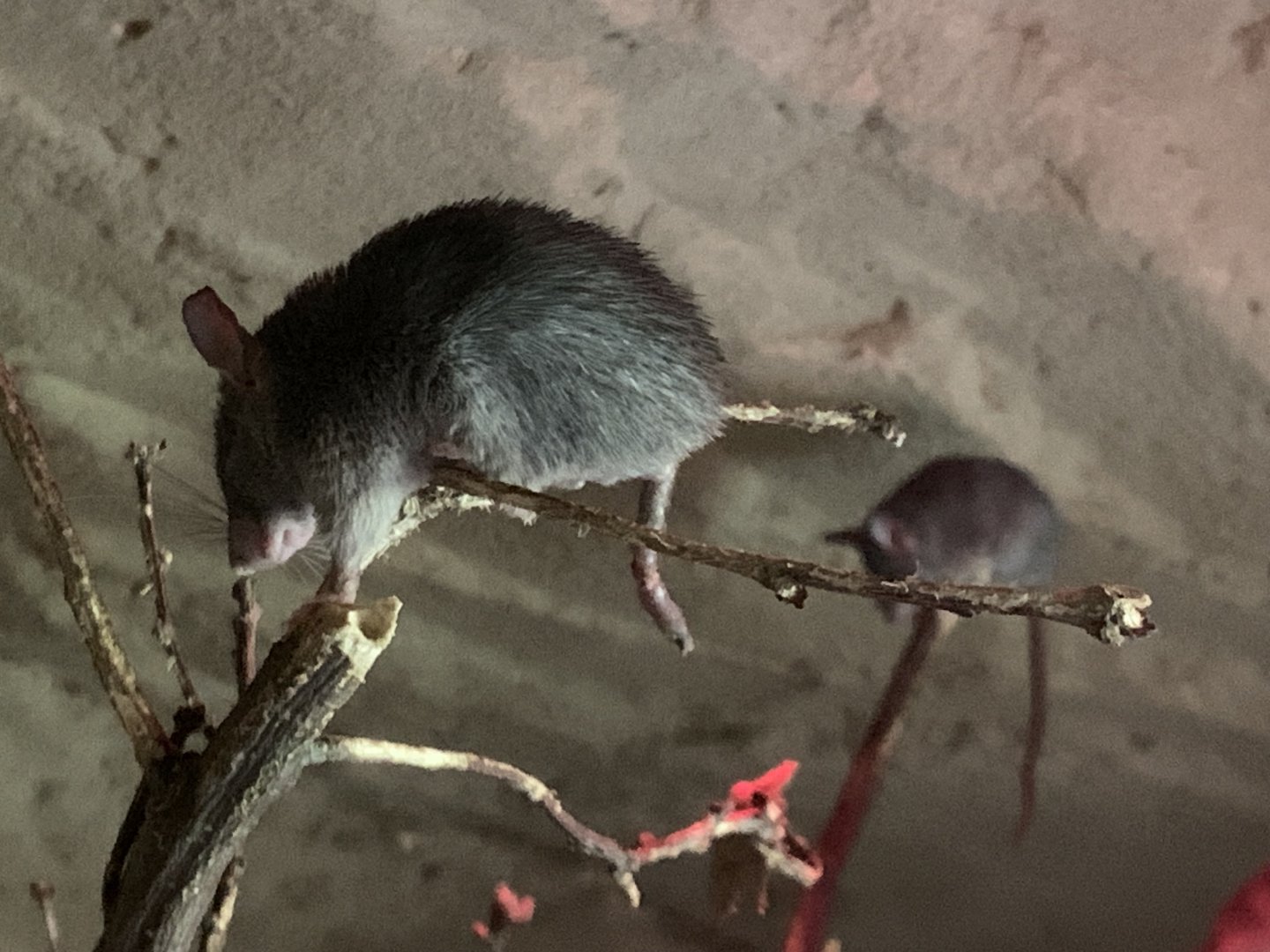 Dusky Egyptian spiny mouse