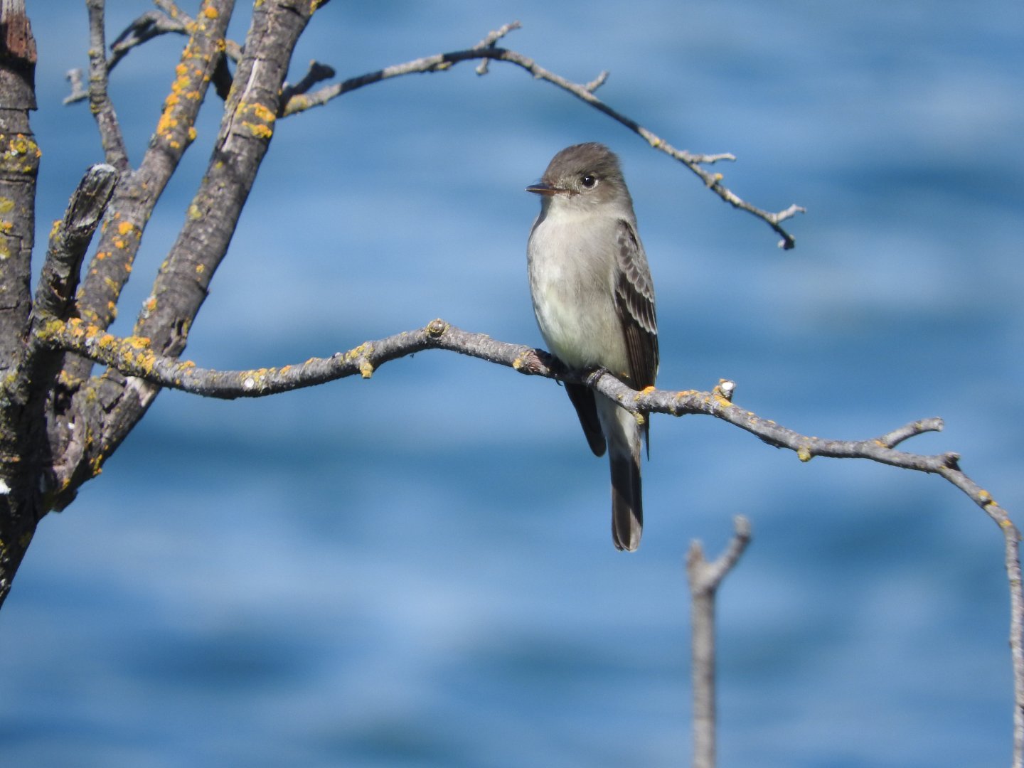 Dusky Flycatcher