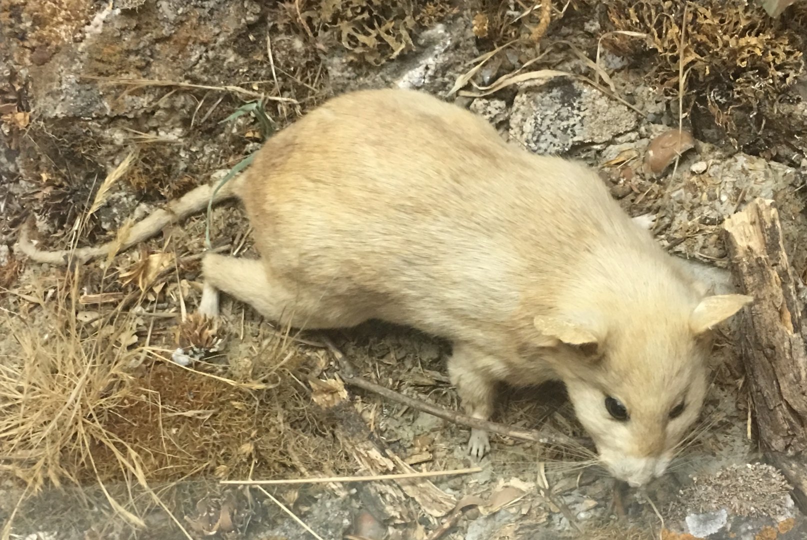 Dusky footed woodrat (Neotoma fuscipes)