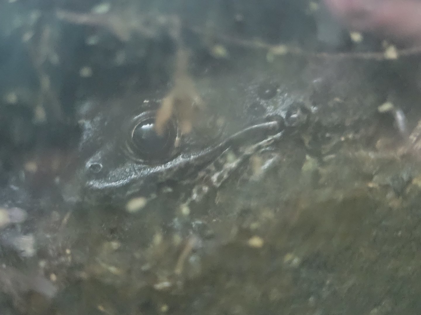 Dusky Gopher Frog(Lithobates severosus)