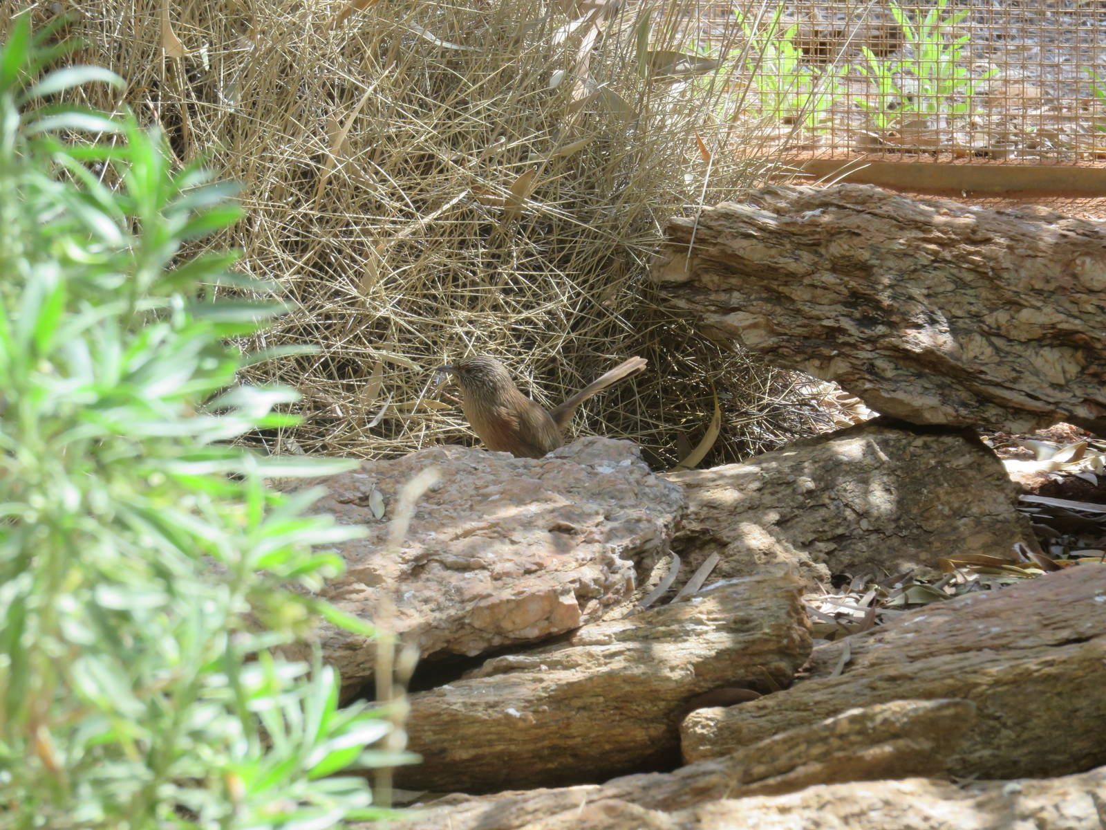 Dusky Grass-wren, Alice Springs Desert Park