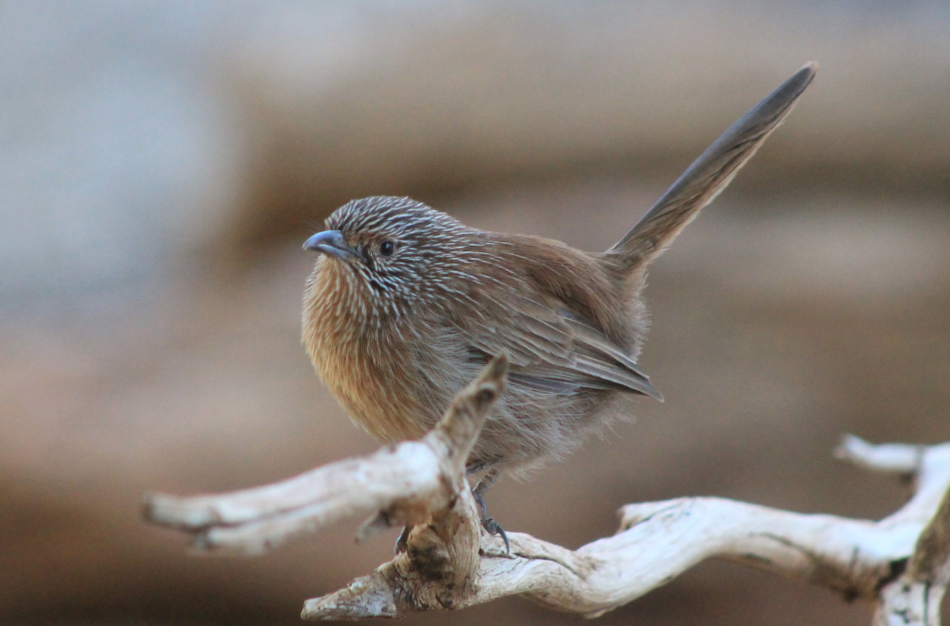 Dusky Grasswren (Amytornis purnelli)