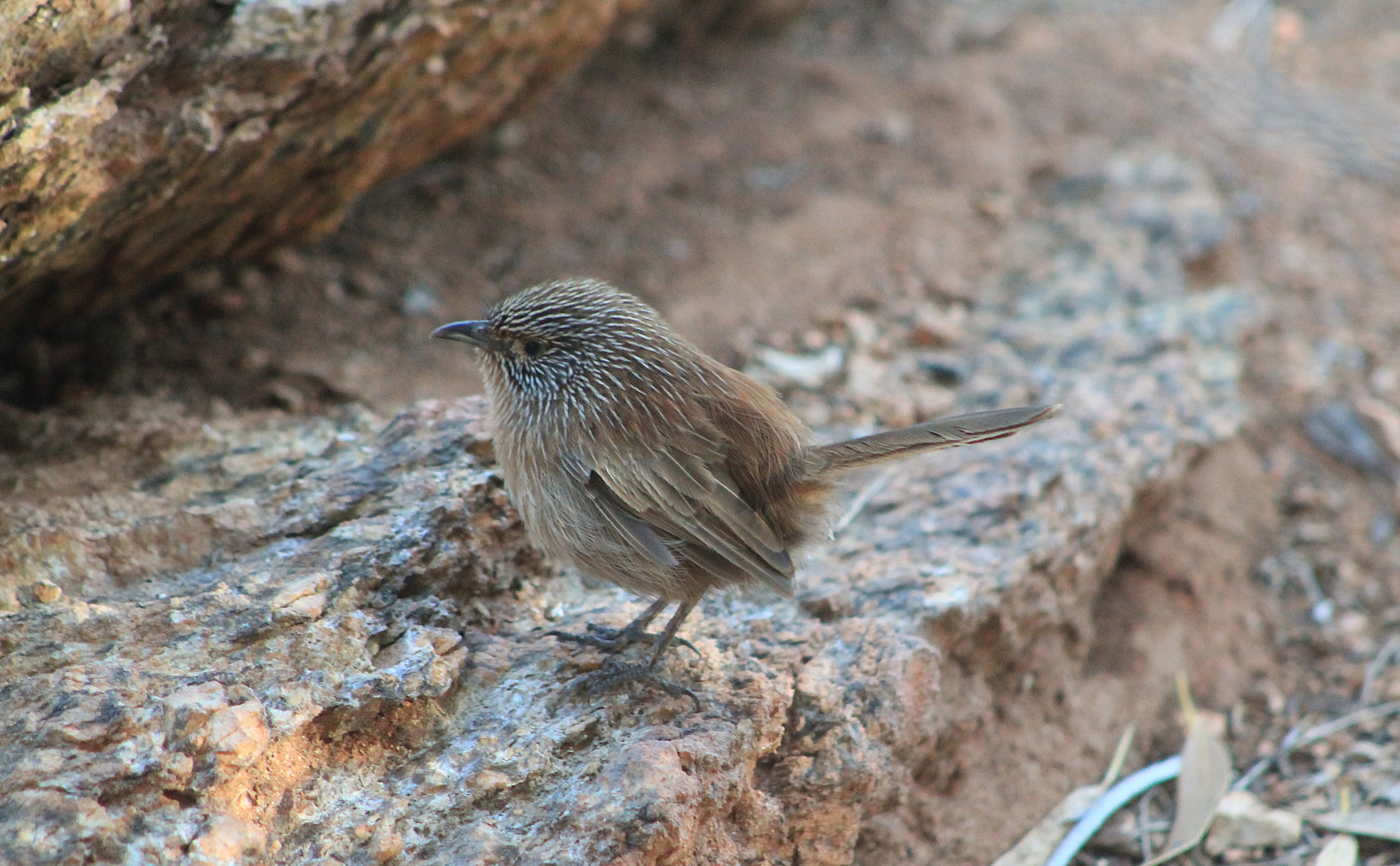 Dusky Grasswren (Amytornis purnelli)