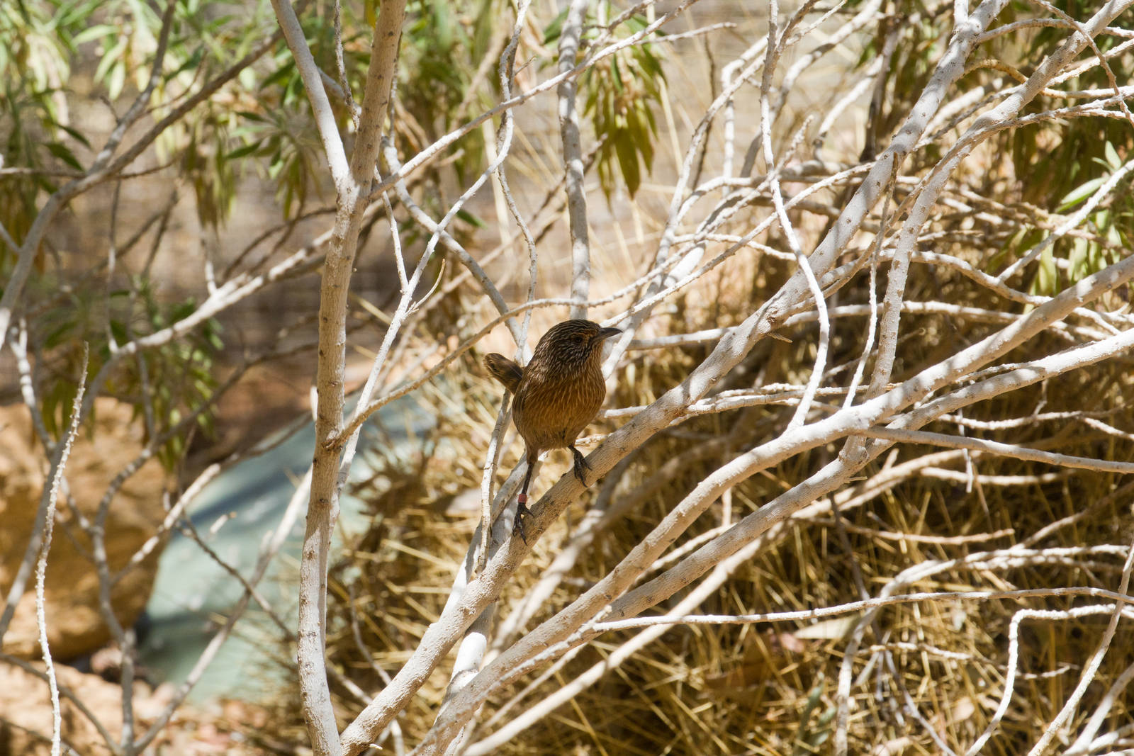 Dusky Grasswren