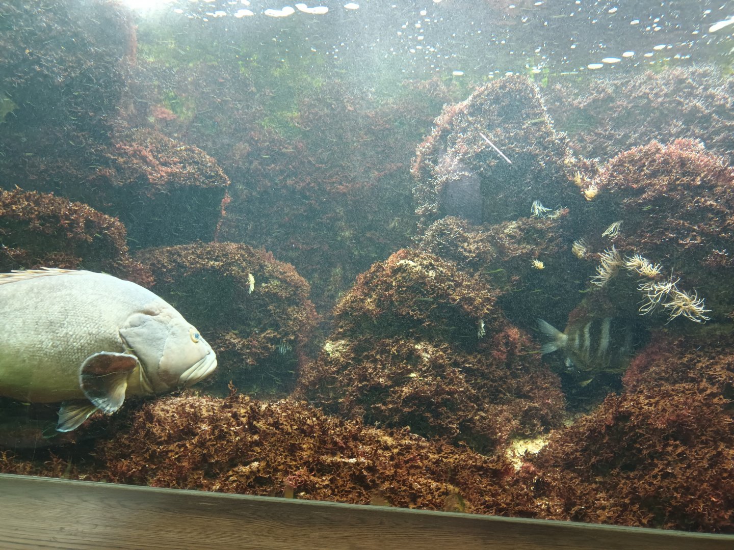 Dusky Grouper and Mediterranean Moray Eel Tank