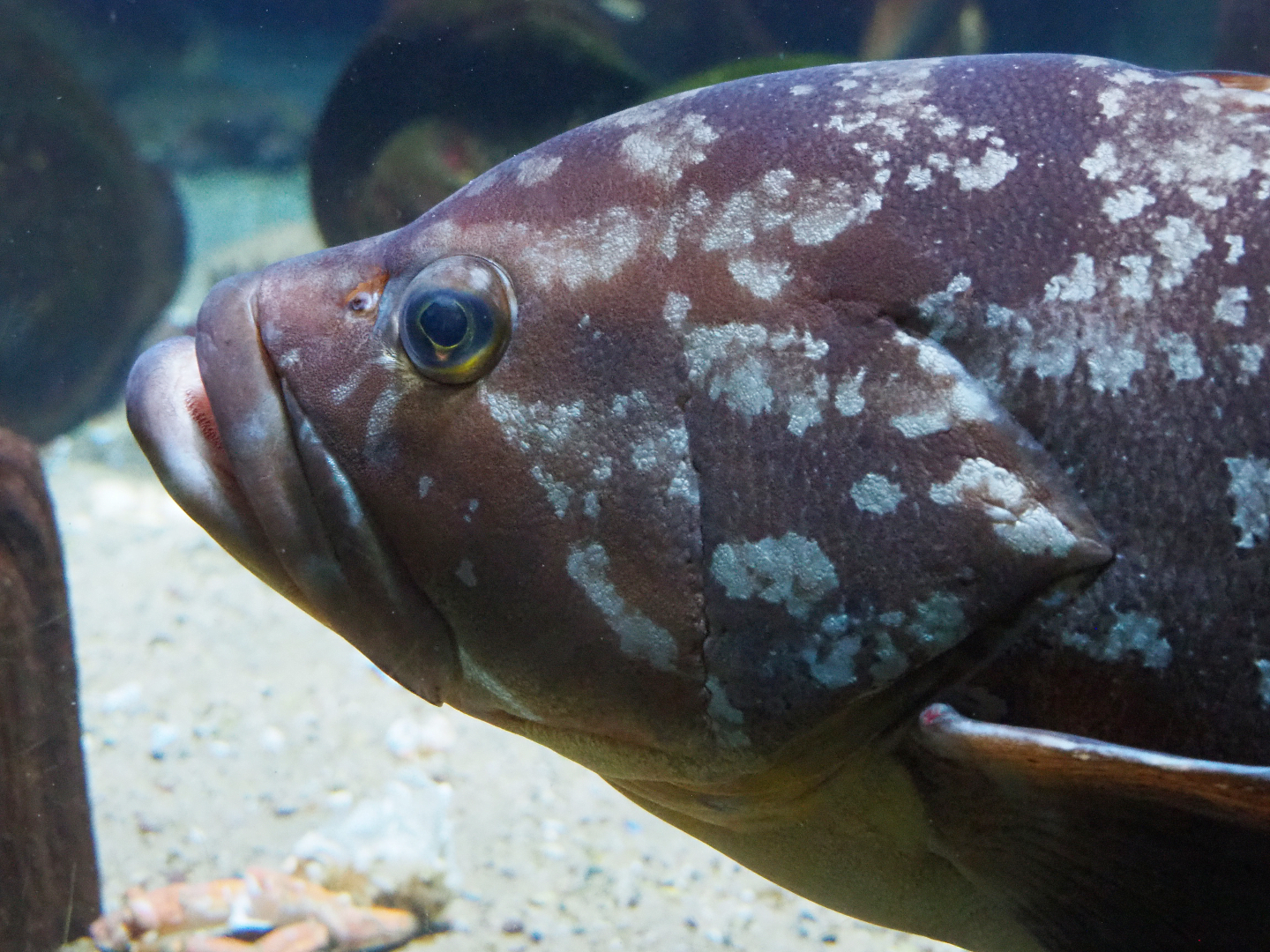 Dusky grouper (Epinephelus marginatus), 2019-09-21