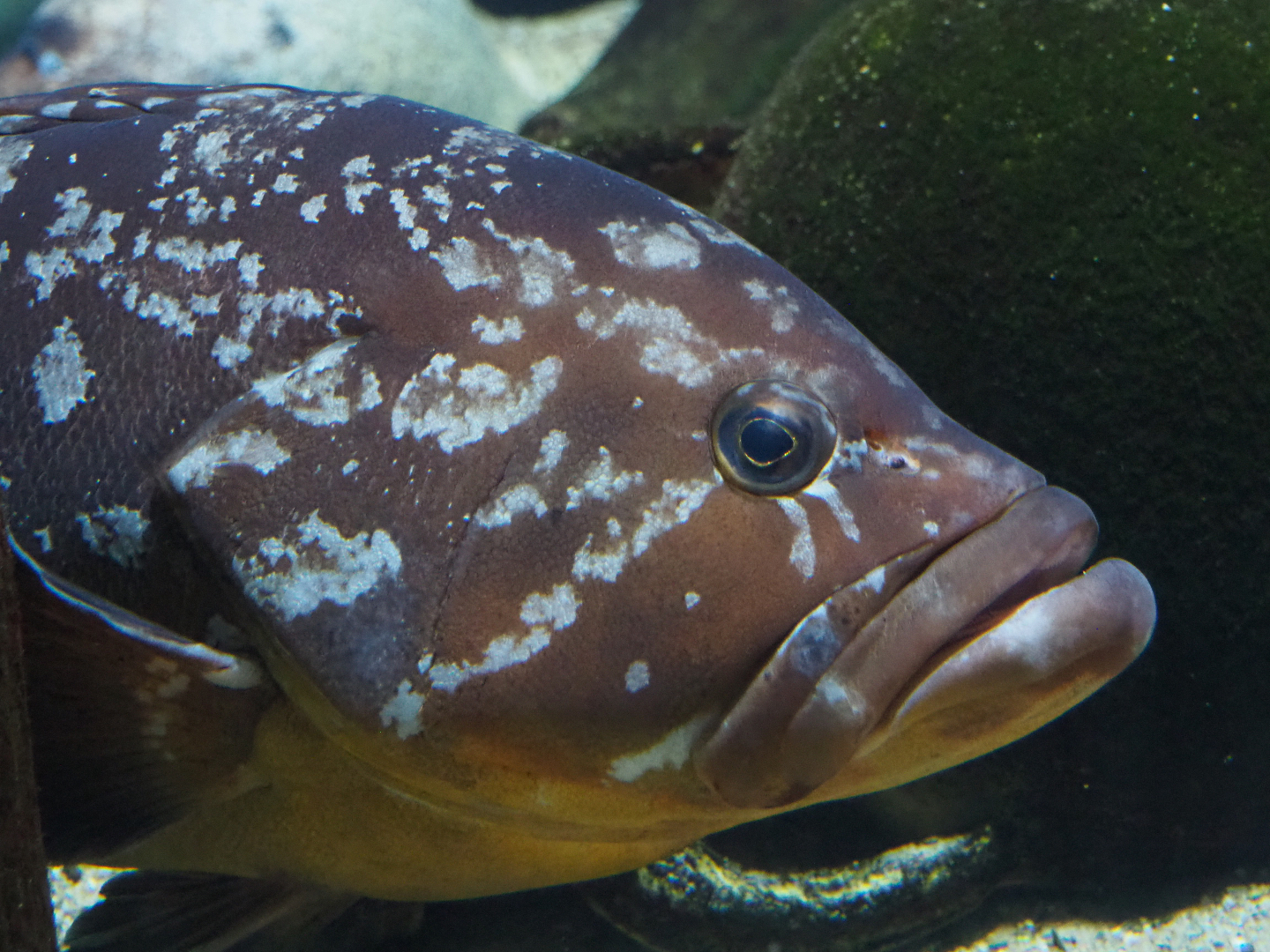Dusky grouper (Epinephelus marginatus), 2020-05-24