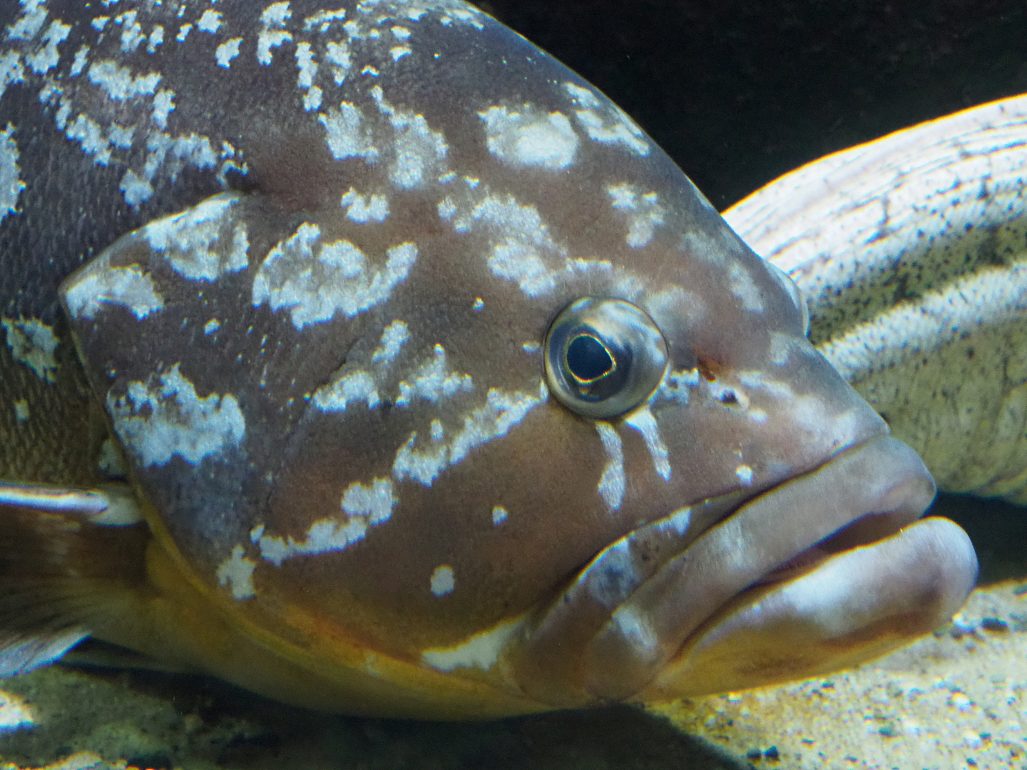 Dusky grouper (Epinephelus marginatus), 2020-06-28