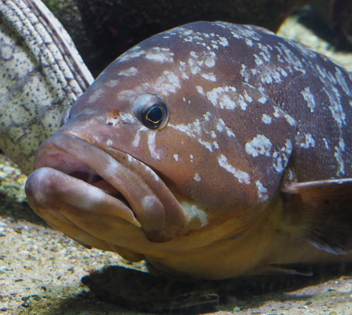 Dusky grouper (Epinephelus marginatus), 2020-09-20