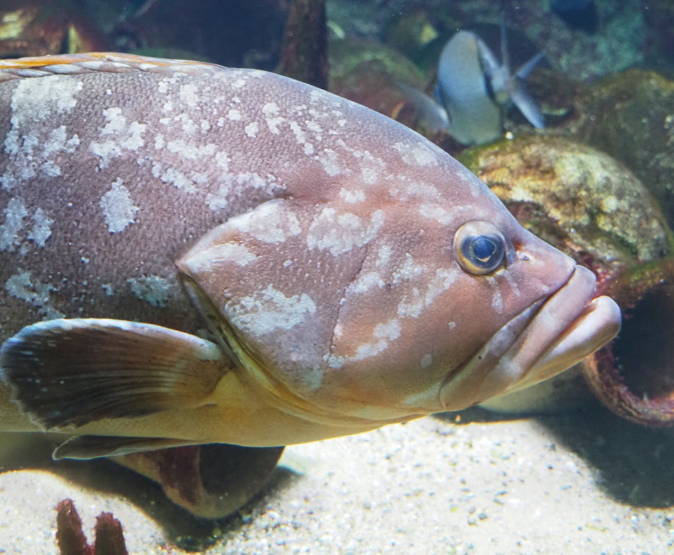 Dusky grouper (Epinephelus marginatus), 2022-05-26