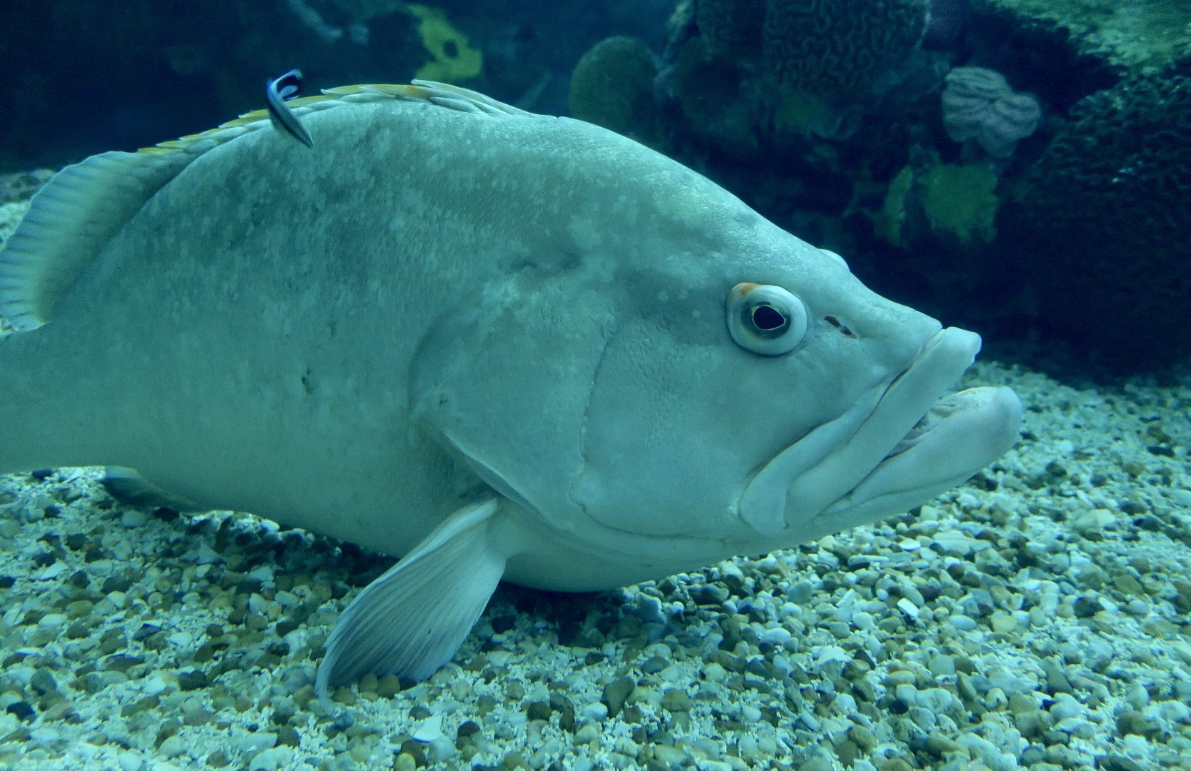 Dusky Grouper (Epinephelus marginatus) and Bluestreak Cleaner Wrasse (Labroides dimidiatus)