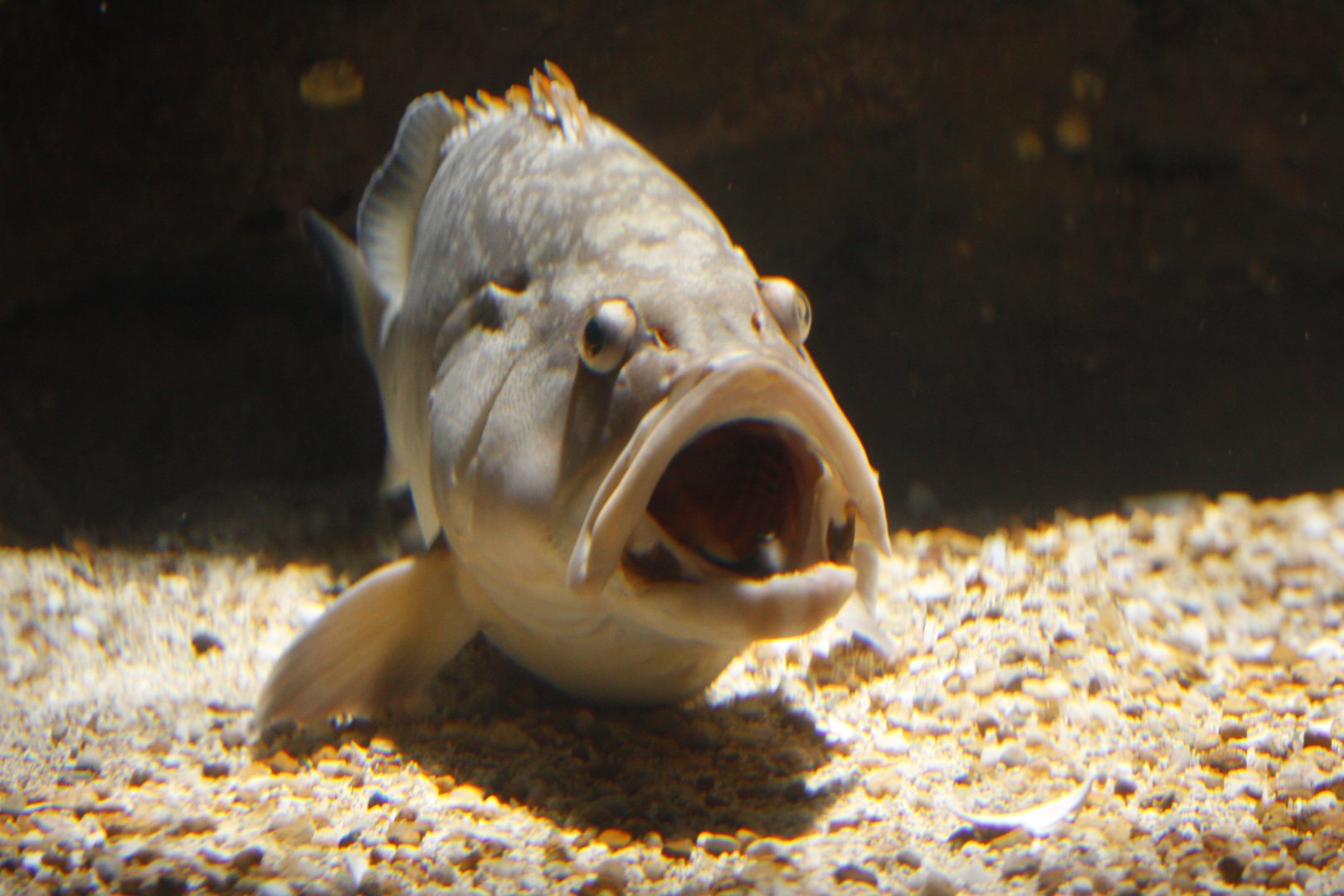 Dusky grouper (Epinephelus marginatus) attended by a cleaner wrasse (Labroides dimidiatus)