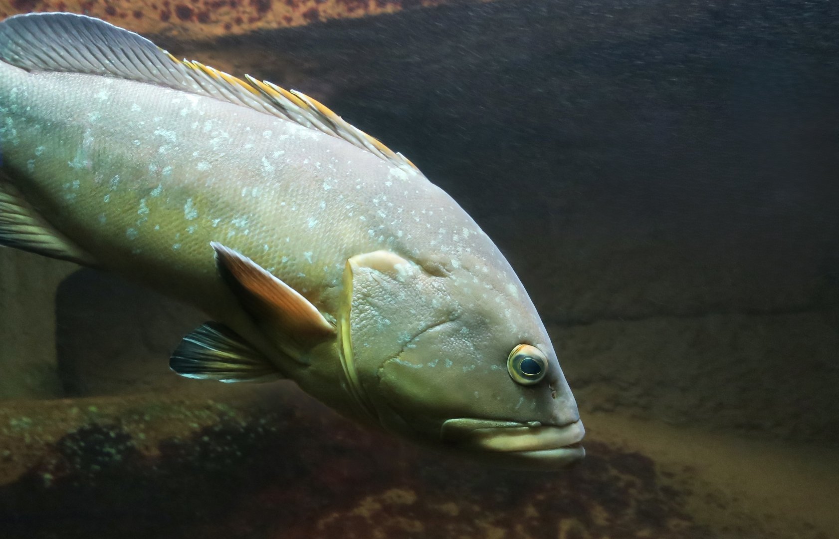 Dusky Grouper (Epinephelus marginatus)