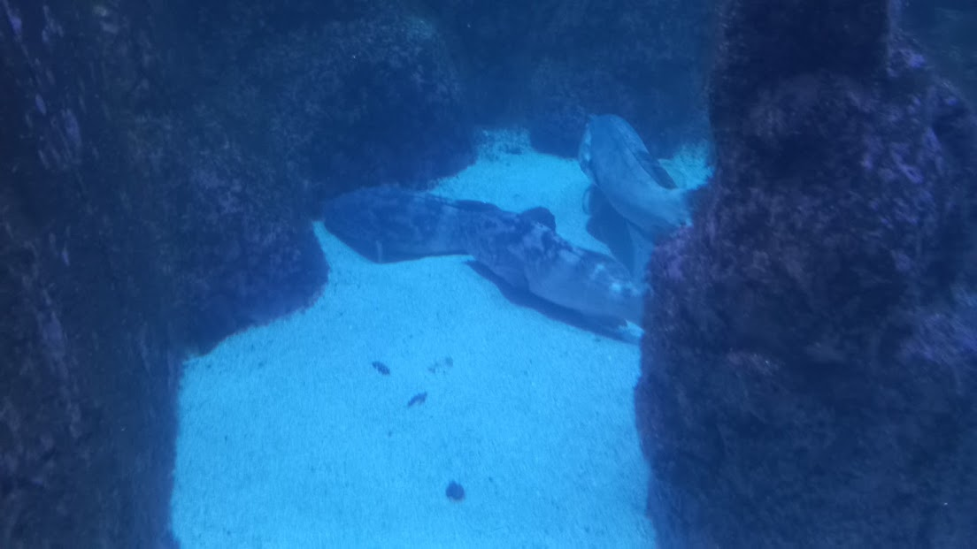 Dusky grouper - São Paulo aquarium