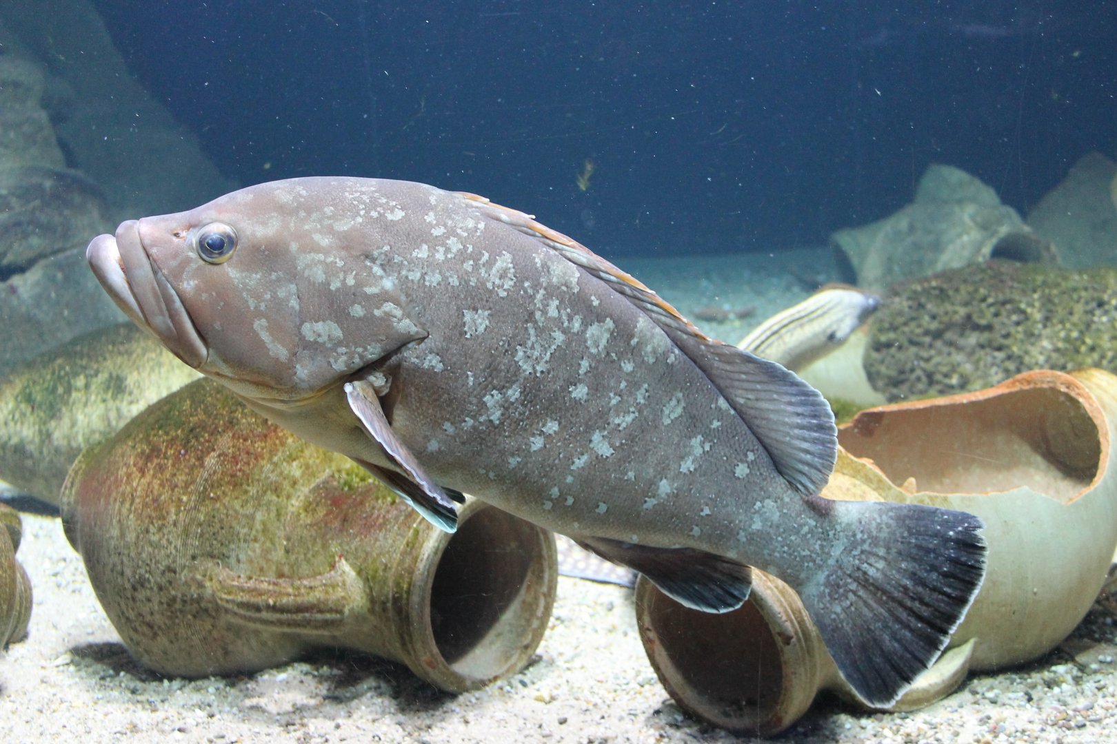 Dusky grouper
