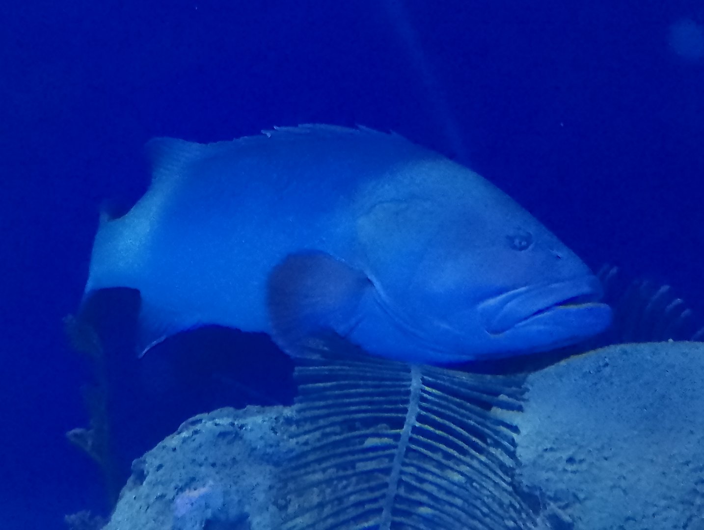 Dusky grouper