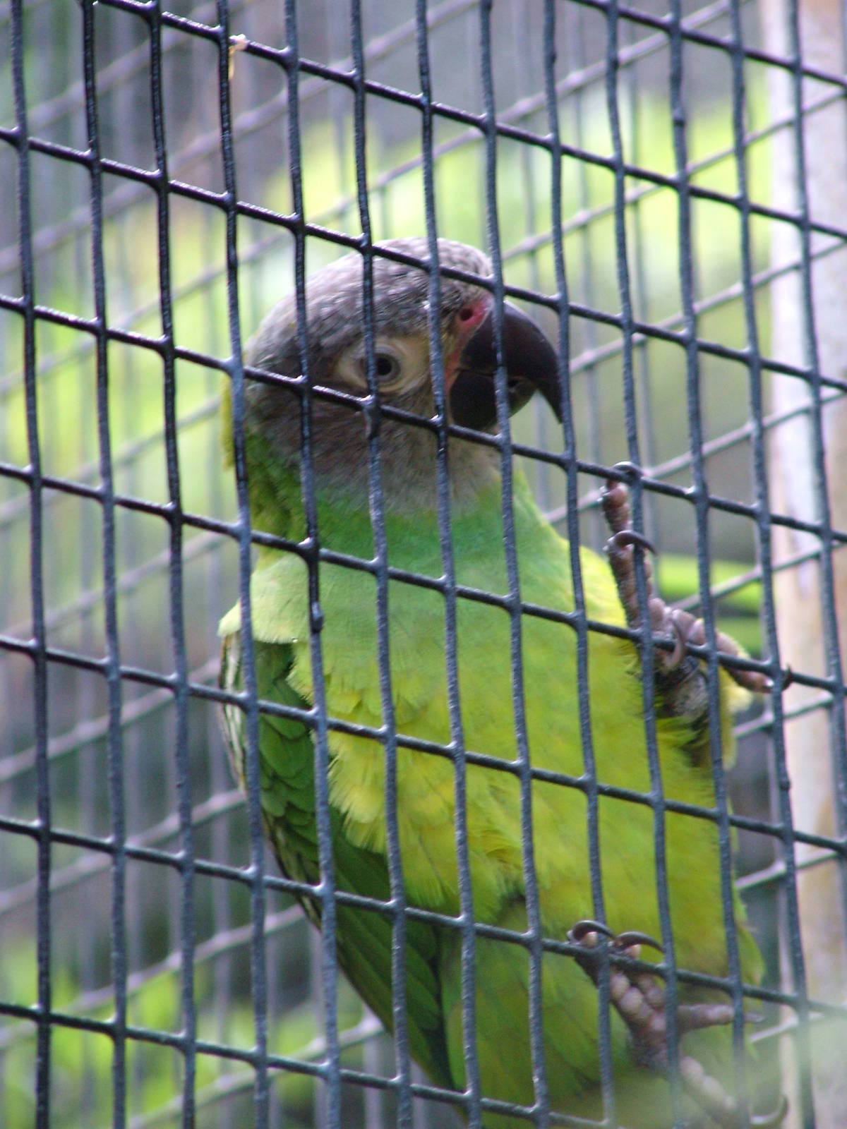 Dusky-headed Conure at Loro Parque, 08/11/10