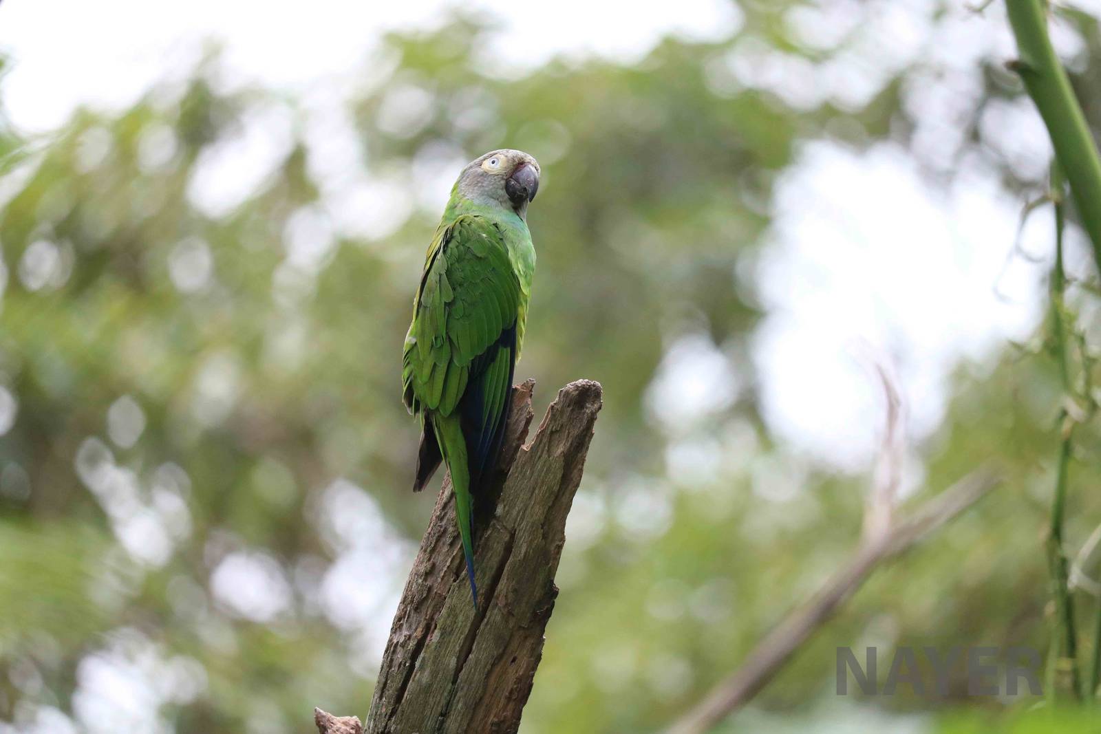 Dusky-headed conure, March 2016