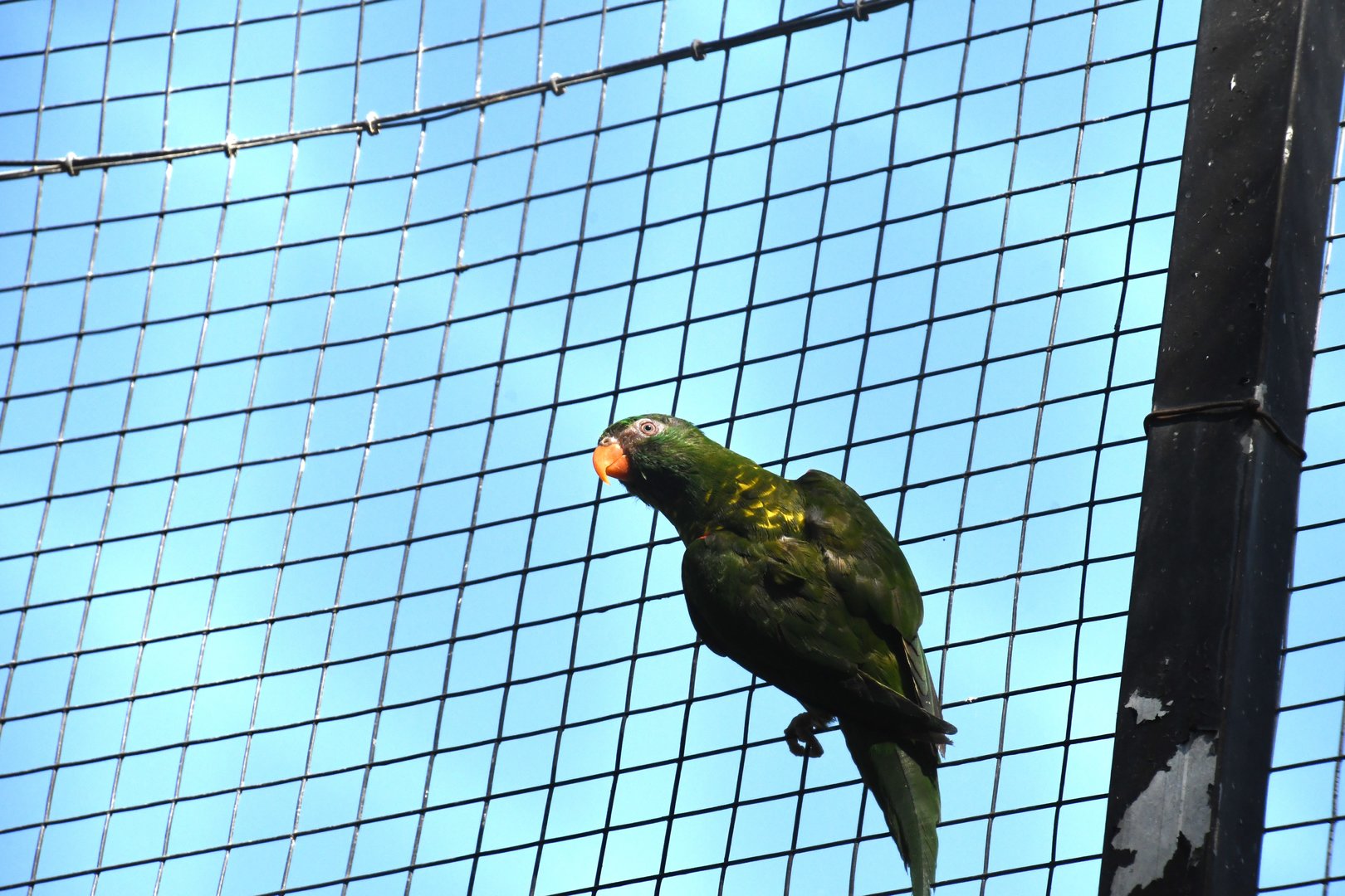 Dusky-headed Conure
