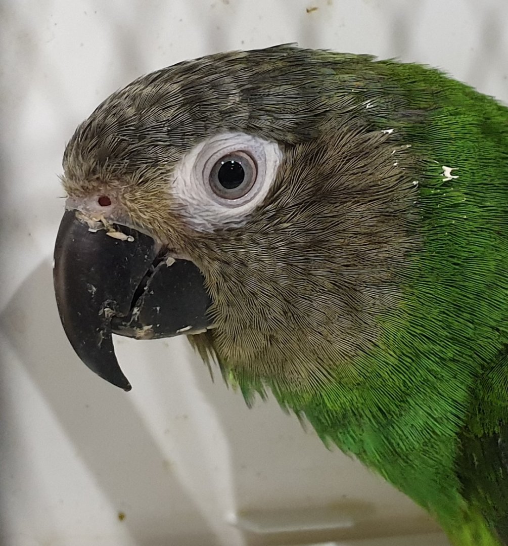 Dusky-headed parakeet - Aratinga weddellii