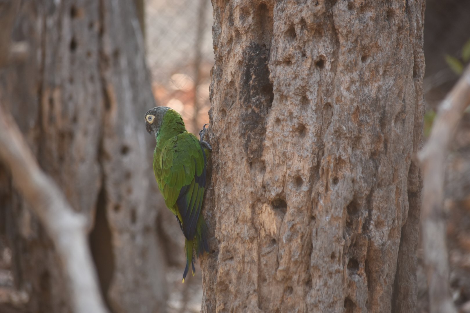 Dusky-headed parakeet (Aratinga weddellii)