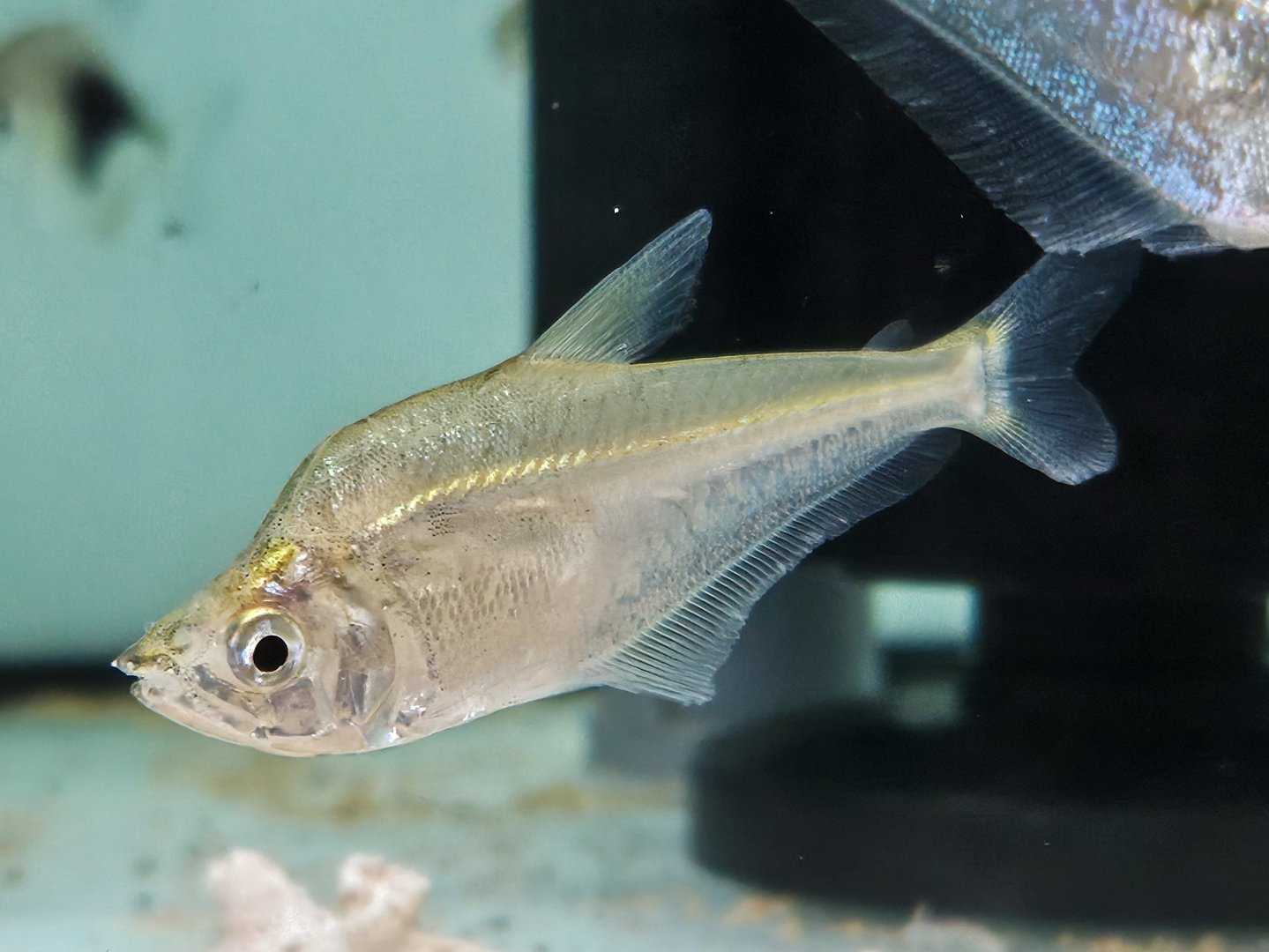 Dusky Headstander (Charax cf. tectifer)