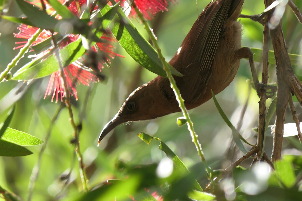 Dusky Honeyeater (Myzomela obscura harteti)