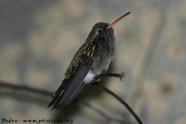 Dusky hummingbird (Cynanthus sordidus)