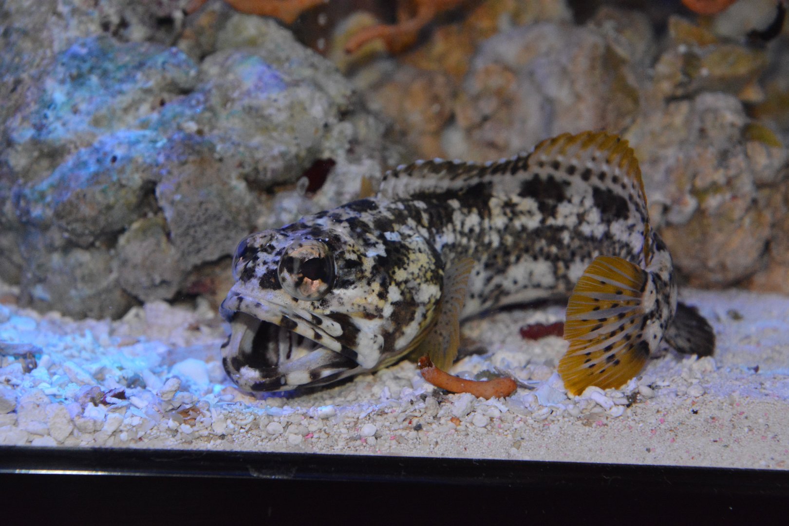 Dusky jawfish (Opistognathus whitehursti)
