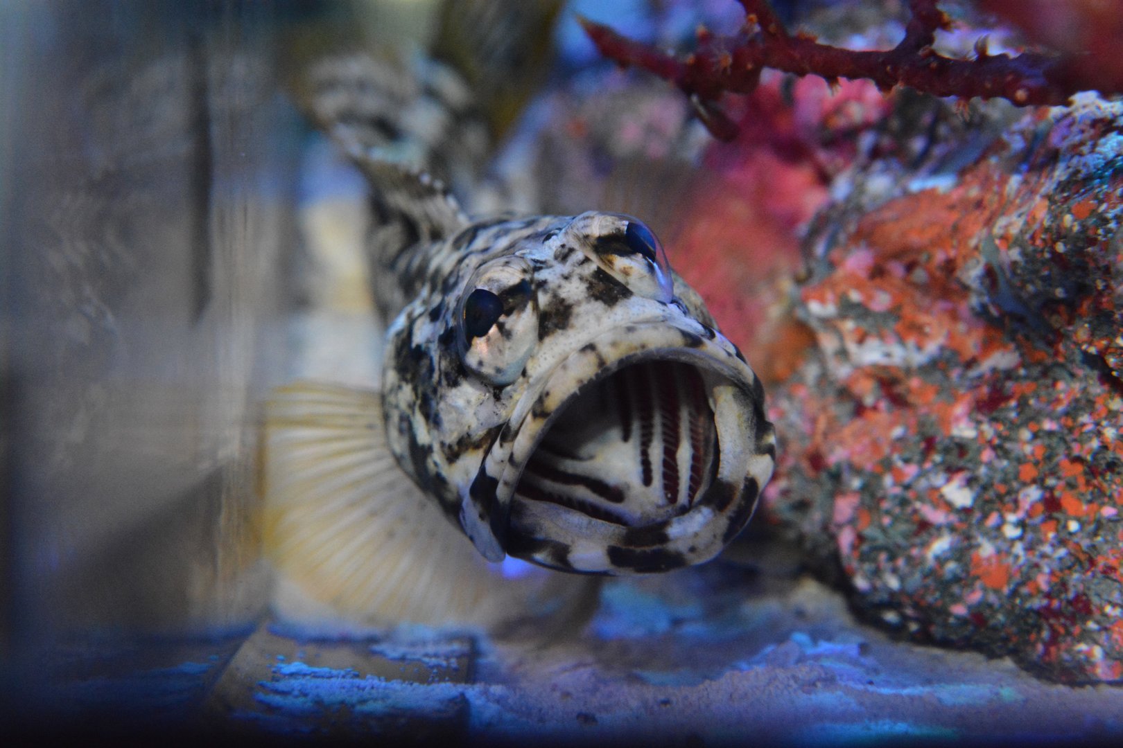 Dusky jawfish (Opistognathus whitehursti)