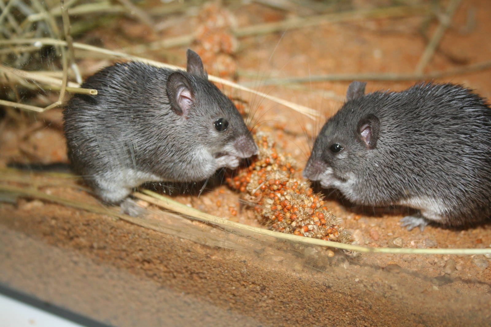 Dusky Kenyan spiny mice