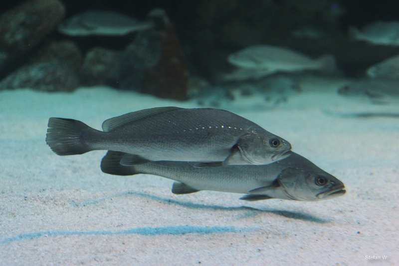 Dusky Kob (Argyrosomus japonicus)