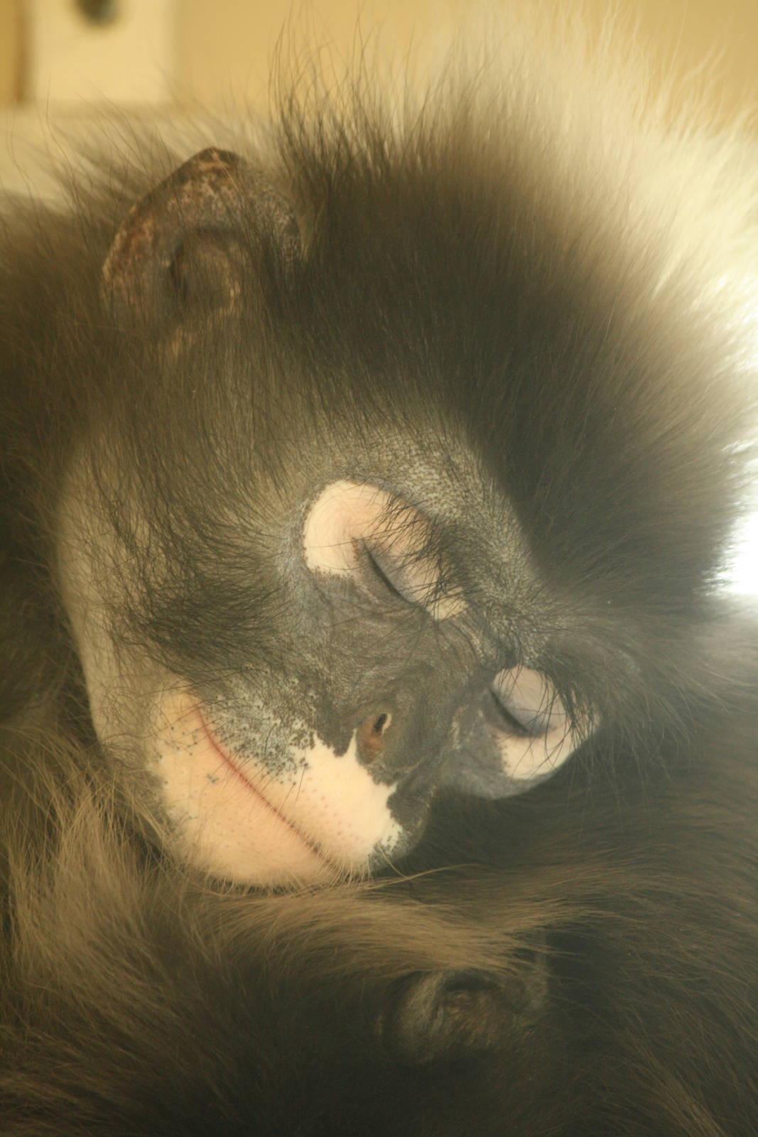 Dusky langur 24 August 2010