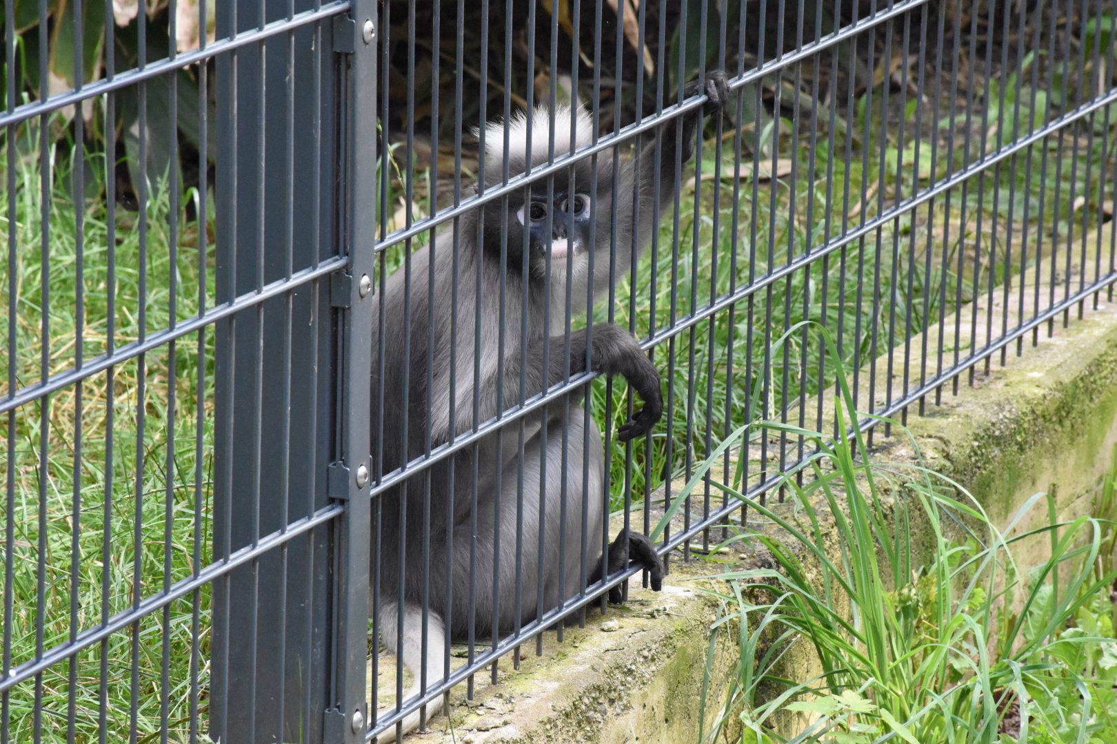 Dusky langur - Artenschutzzentrum Grasleben
