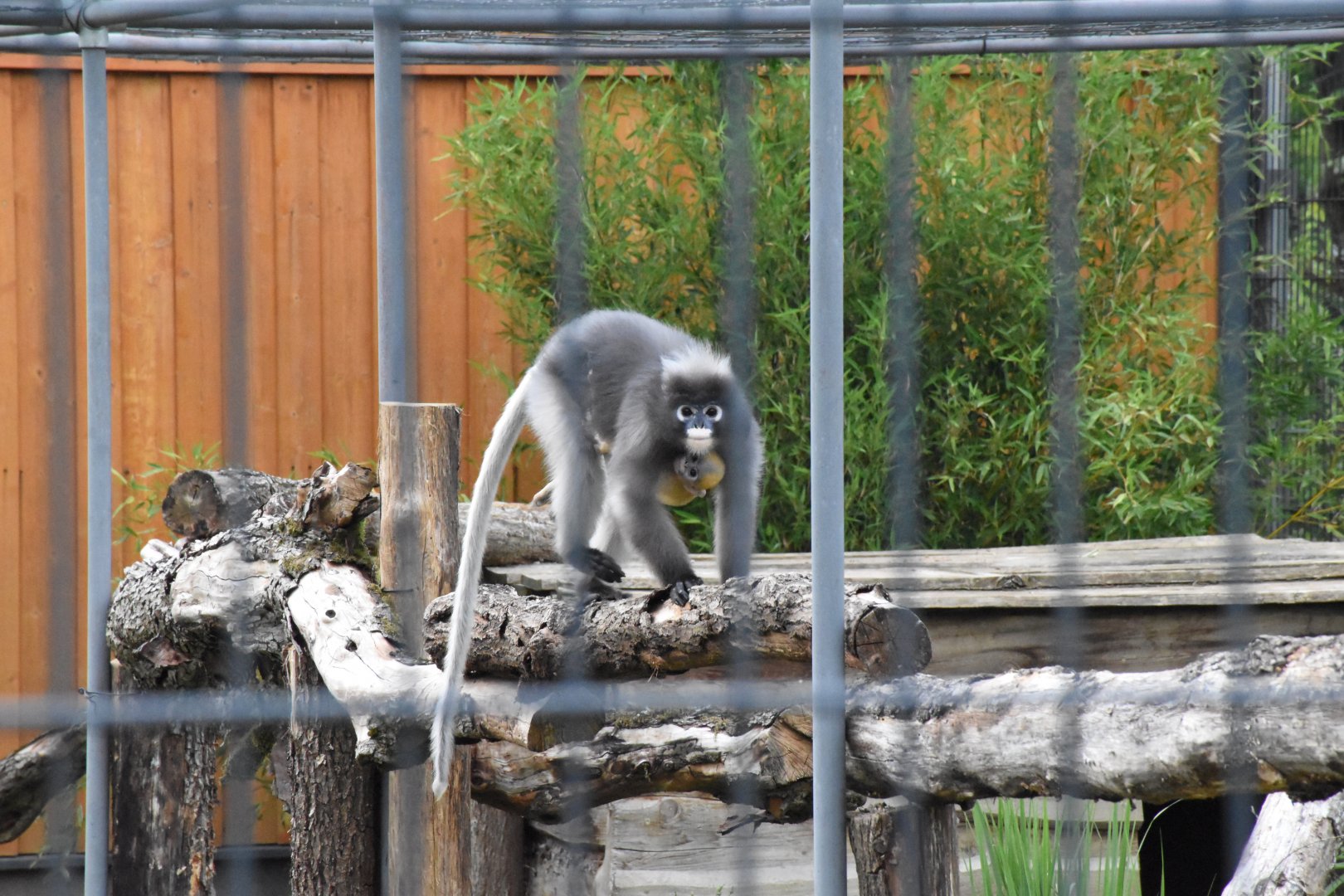 Dusky langur - Artenschutzzentrum Grasleben