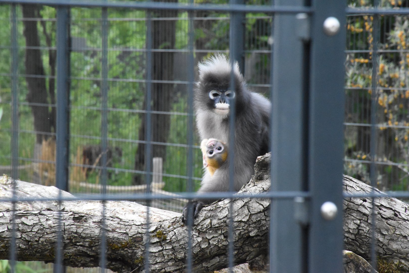 Dusky langur - Artenschutzzentrum Grasleben