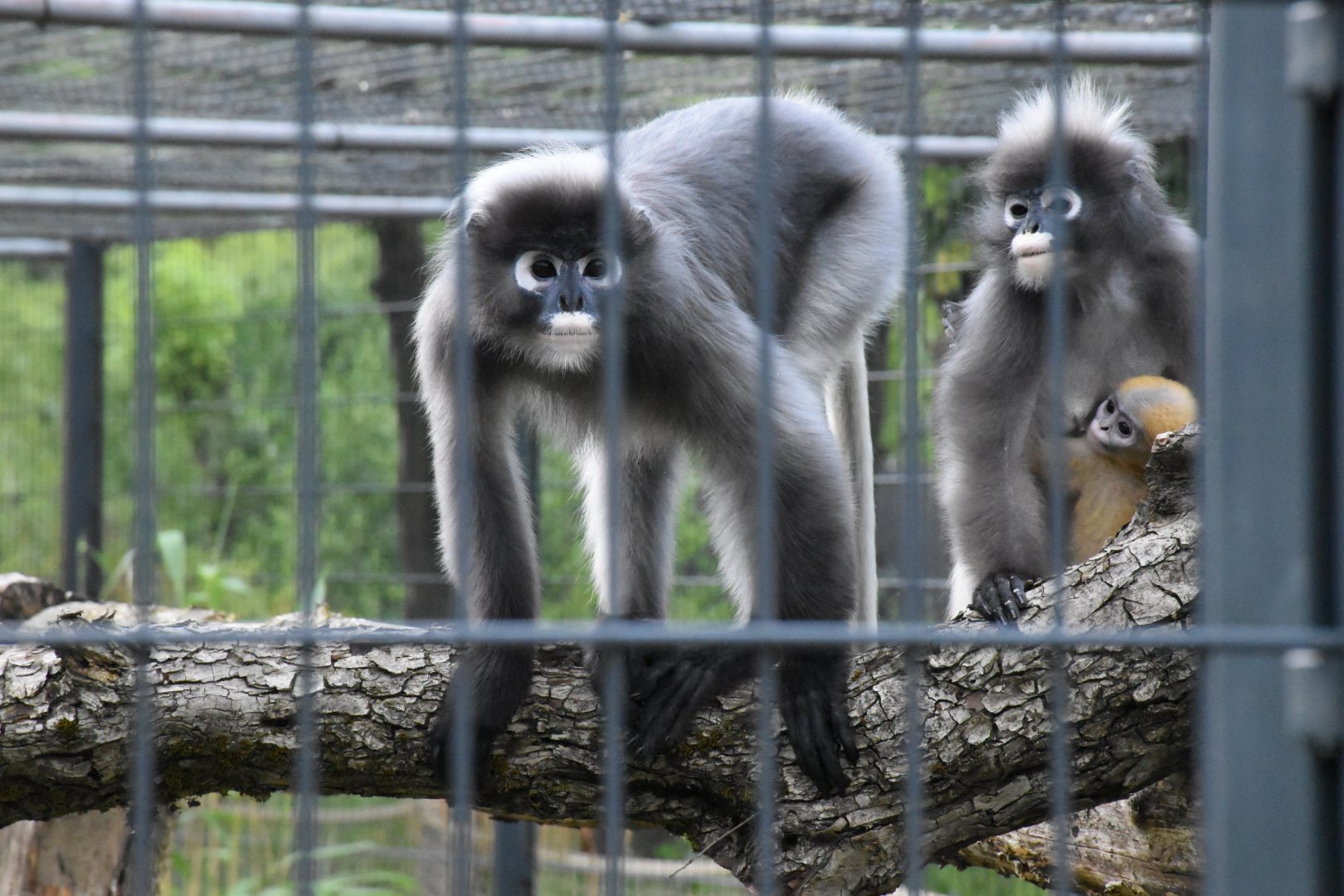 Dusky langur - Artenschutzzentrum Grasleben
