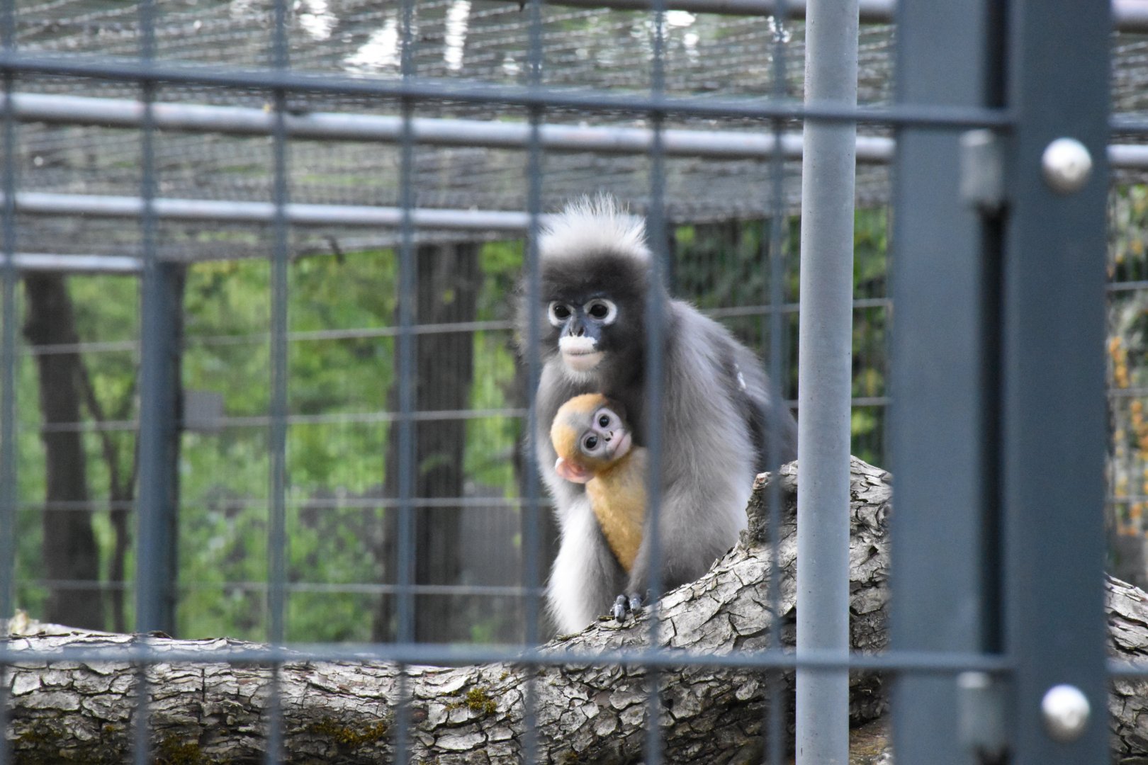 Dusky langur - Artenschutzzentrum Grasleben