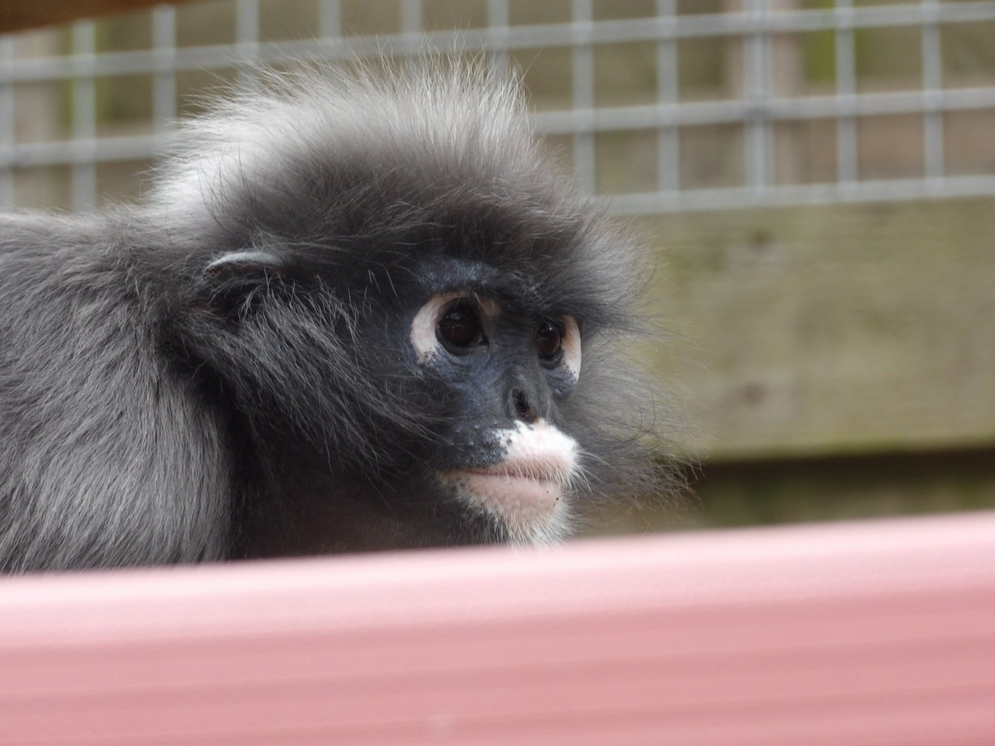 Dusky Langur - Casey